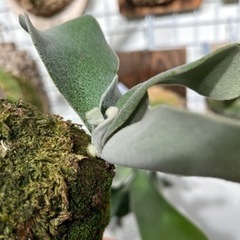 Celso Tatsuta 子株