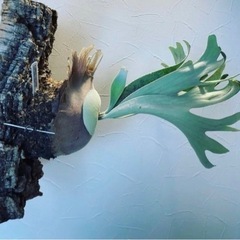 Celso Tatsuta 子株