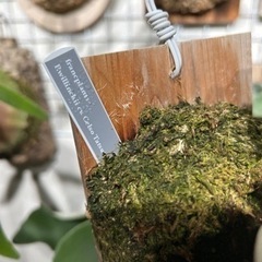 Celso Tatsuta 子株