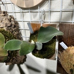 Celso Tatsuta 子株