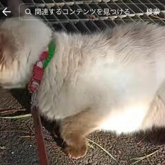 猫が居なくなりました 探しています