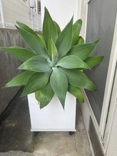 観葉植物　アガベ