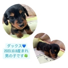 ダックスくん💙子犬　11万円