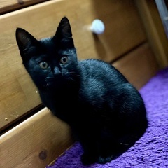 黒猫のヤマト（トライアルの中） - 猫