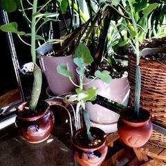 【多肉植物】セネキオ属『七宝樹』陶器壺容器入りType-A＼(^...