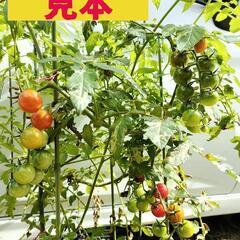 🍅ミニトマト🍅　鉢🌱🌱　(参考写真あり)