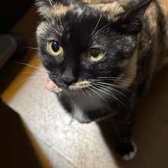 31日まで！避妊済み可愛い人馴れしたサビ猫ちゃんです！