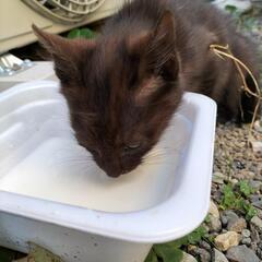 甘えん坊の仔猫の里親募集 − 栃木県