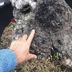 とってもお安くいたしました。雪国でも地植えで強力にぐんぐん育ちます