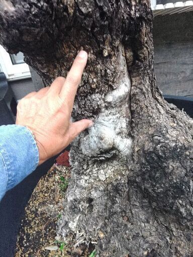 とってもお安くいたしました。雪国でも地植えで強力にぐんぐん育ちます。スペイン産のカッコいいオリーブの古木　運び出しそして移動を極力協力いたします。オリーブ古木樹齢150年以上 とってもお安くいたしました。雪国でも地植えで強力にぐんぐん育ちます