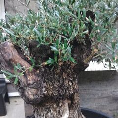 とってもお安くいたしました。雪国でも地植えで強力にぐんぐん育ちます 