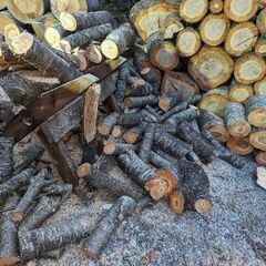 軽トラ満載 桜 薪材 お一人様限定