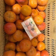 ✴︎かつらぎ町の富有柿✴︎90個1800円