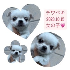 ご家族様決まりました🍀チワペキ💗子犬ちゃん