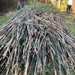 竹 笹竹 竹林 伐採 した竹あげます！家庭菜園 支柱 工作 竹作品