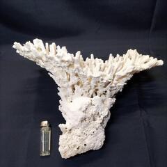 ミドリイシ テーブルタイプ サンゴ 珊瑚 デスロック ライブロック 置物