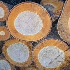 軽トラ満載 桜 薪材 お一人様限定