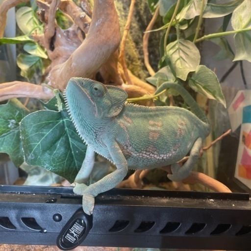 カメレオン︎︎ ♀