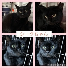 黒猫シータちゃん　女の子