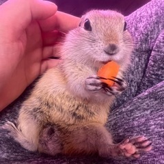 リチャードソンジリス飼ってる方‼️