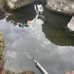 池で飼っていた鯉です。
