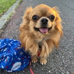 【飼い主様決まりました】チワワのこむぎくん🧸