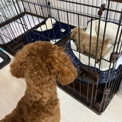 アイリスオーヤマ　連結　ペットゲージ