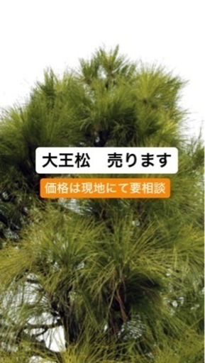 大王松の枝　売ります