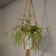 【お取引中】リプサリス「カスッサ」鉢植え ハンギングネット付き