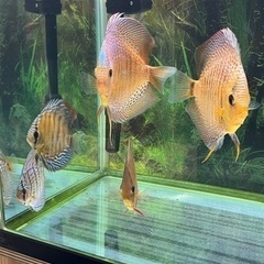 スパイダーフェースレオパードスネークスキンディスカス