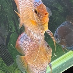 スパイダーフェースレオパードスネークスキンディスカス