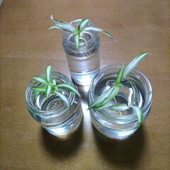【ネット決済】オリヅルラン　植物　観葉植物　3株