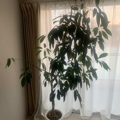 観葉植物　180cmあります。