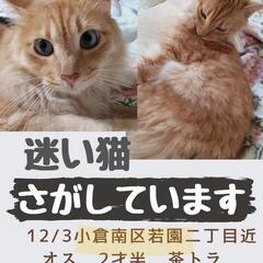 見つかりました✨💕小倉南区若園２丁目で12月3日(日)から行方不...