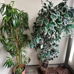 おしゃれな観葉植物（造物）