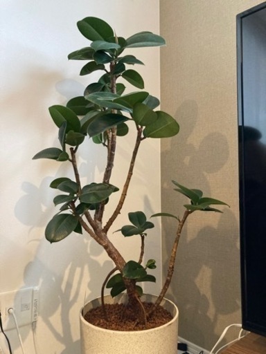 観葉植物