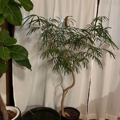 【観葉植物】エバーフレッシュ
