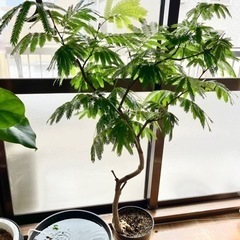 【観葉植物】エバーフレッシュ