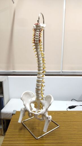 3B 実物大 骨盤模型スタンド付き