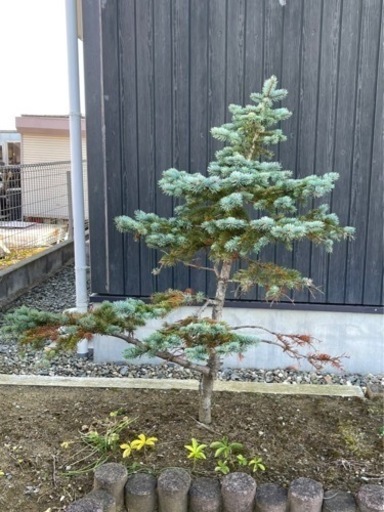 ホプシー　樹木　植木　格安！