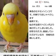 迷子のセキセイインコを探しています　藤沢駅近辺より逃げた黄色いイ...