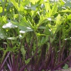 赤紫色の水菜の苗10連ポット100円