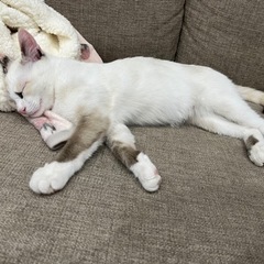 顔も可愛い！シャム系子猫