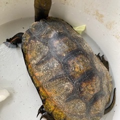 カメ🐢　多分ミドリガメです　❌イシガメでした