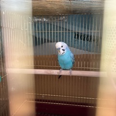 セキセイインコ引き取り募集の画像