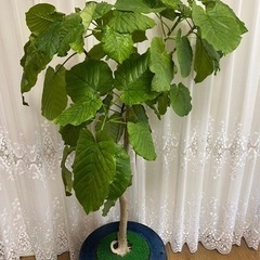 【観葉植物】ウンベラータ（アンティークの鉢付き）　値段交渉可