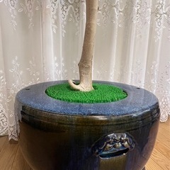 【観葉植物】ウンベラータ（アンティークの鉢付き）　値段交渉可