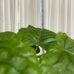 【観葉植物】ウンベラータ（アンティークの鉢付き）　値段交渉可