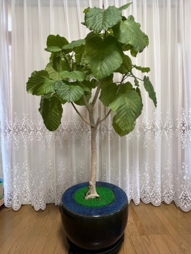 【観葉植物】ウンベラータ（アンティークの鉢付き）　値段交渉可