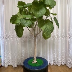 【観葉植物】ウンベラータ（アンティークの鉢付き）　値段交渉可